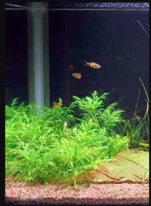 Live Aquarium Plants